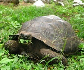 Giant tortoise Galapagos Islands