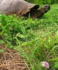 Potato and Giant Tortoise