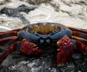 Sally Lightfoot Crab Galapagos Islands