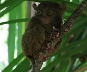 Tarsier awesomeness Bohol