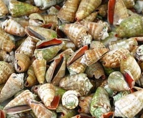 Colorful shells at lunch in Port Barton, Philippines