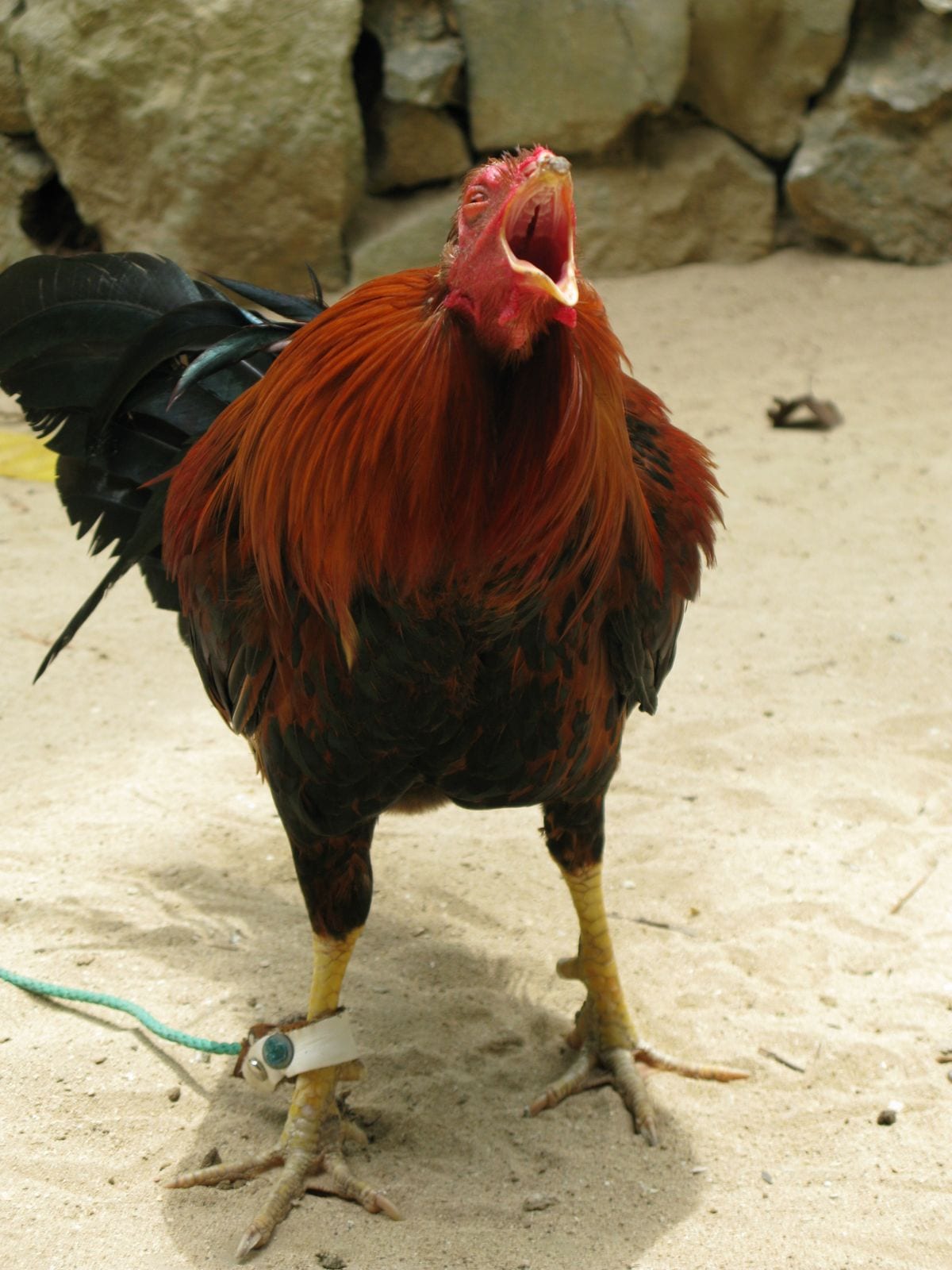 Top 10 Philippine Quirks Legal Nomads