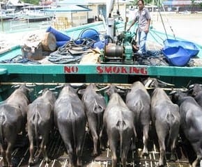 Water buffalo Atienza cargo ferry