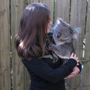 jodi koala in adelaide