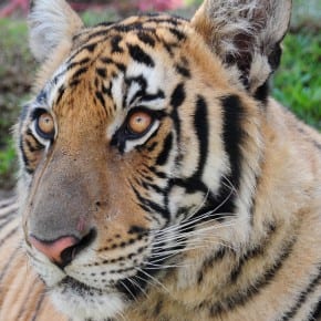 Tiger Kingdom Chiang Mai