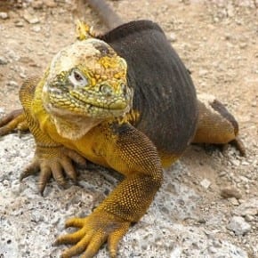 come-hither iguana galapagos