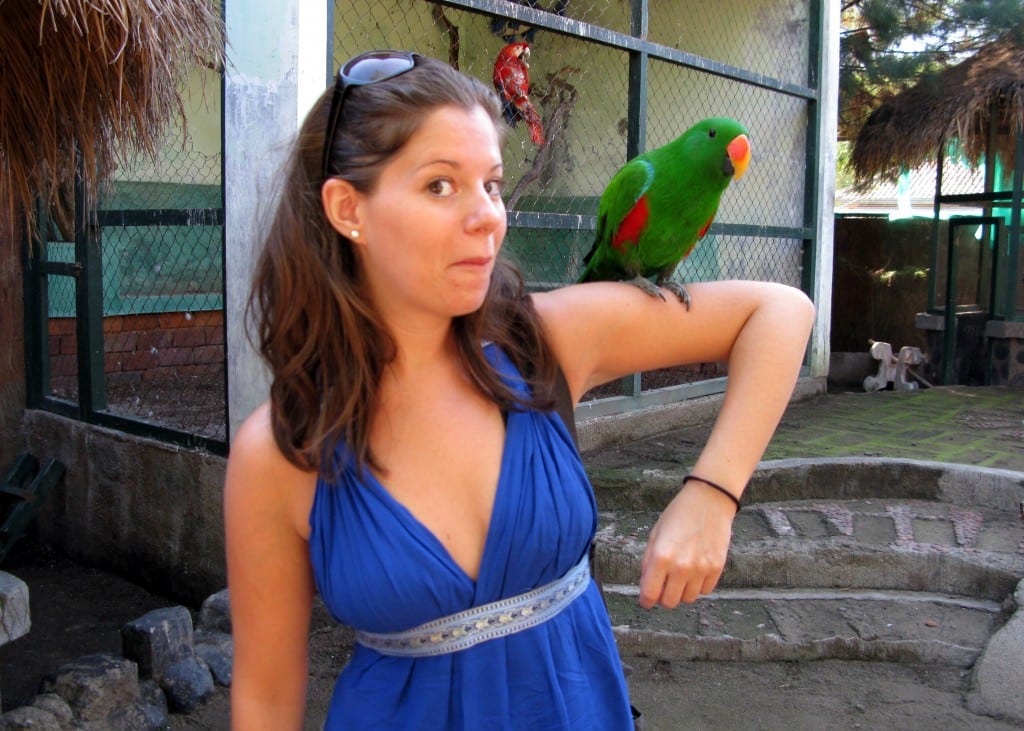 Cheeky Parrot in Gili Meno Indonesia