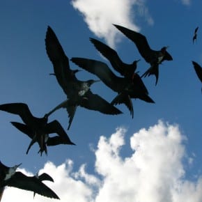 Frigate birds out to get me