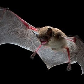 flying-bat