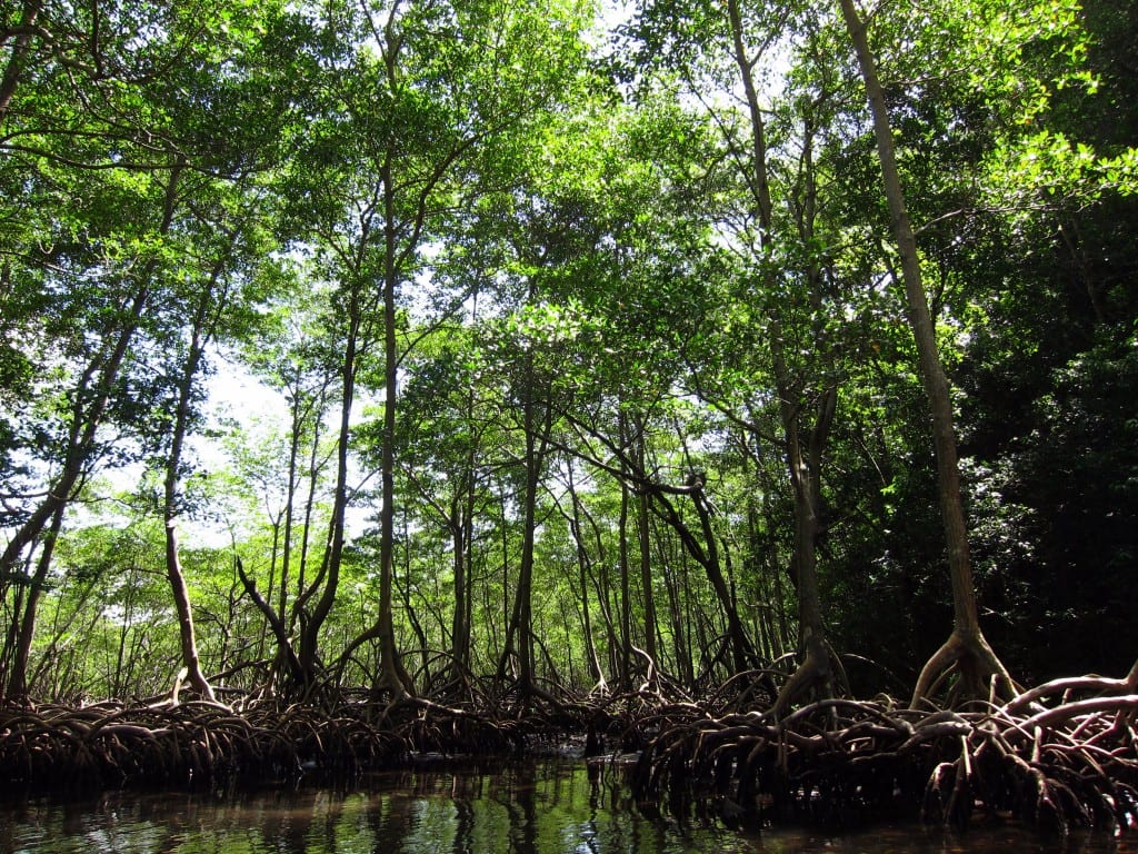 Mangroves Los Haitises national park