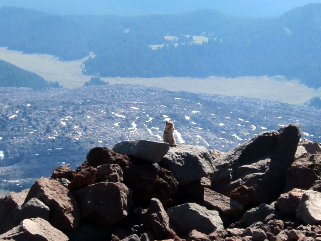 Friendly chipmonk on South Sister