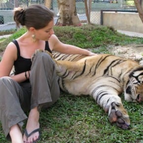 Making friends with Pancake the tiger in Chiang Mai