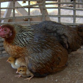Chicken-tastic!