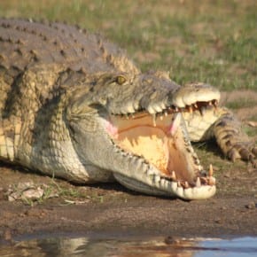 Bryan Christy and crocodile