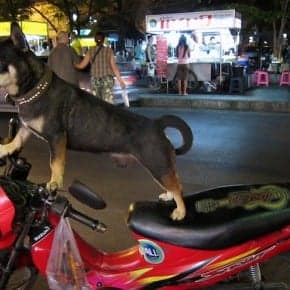 Dog on a Motorbike near Chiang Mai Gate, Thailand