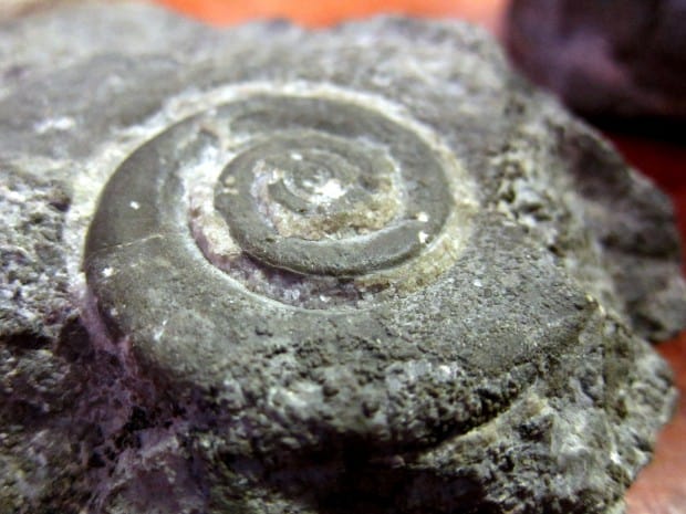 Ammonite fossil from Gros Morne National Park, newfoundland