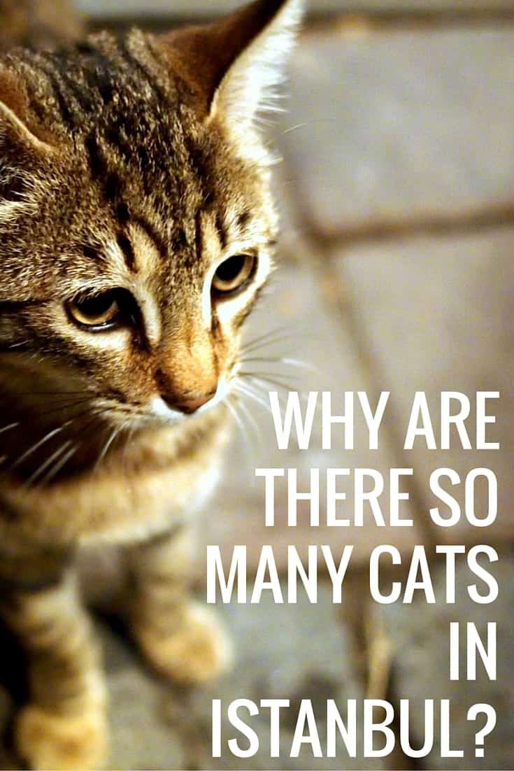 Why Are There So Many Cats in Istanbul?