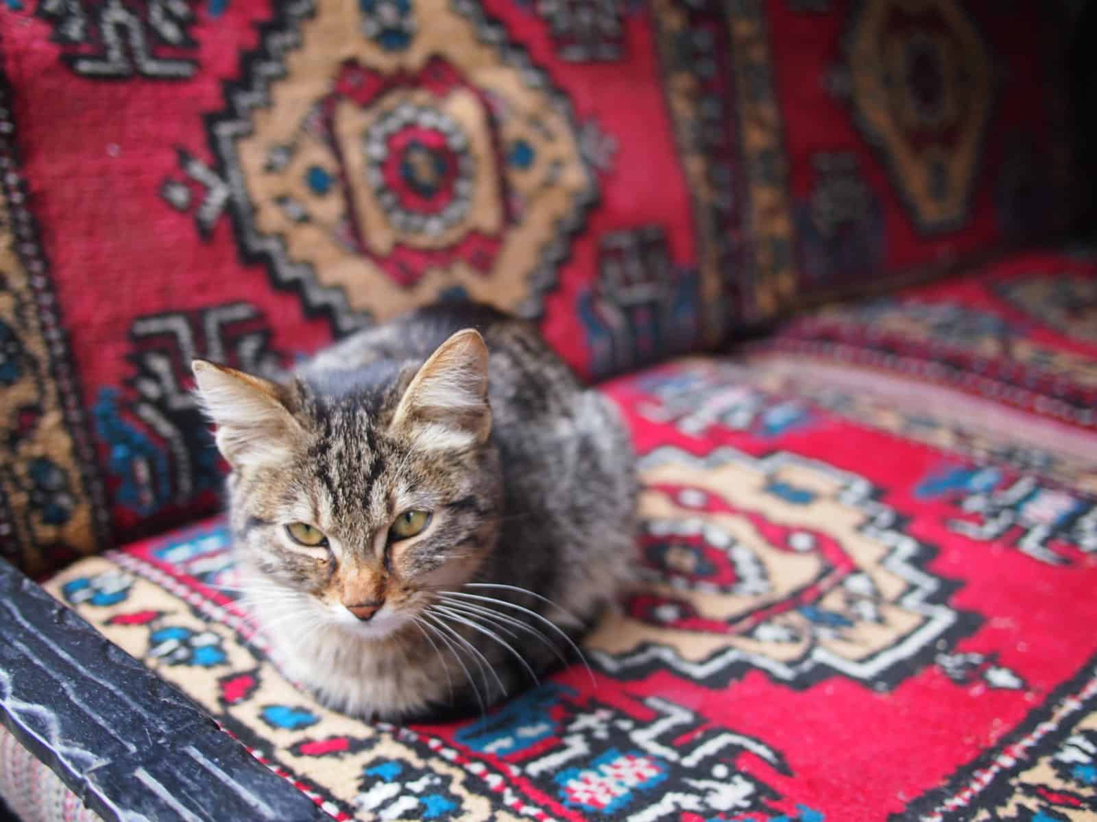 turkey good for cats
