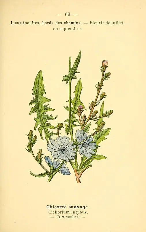 Chicory root, often a substitute for coffee