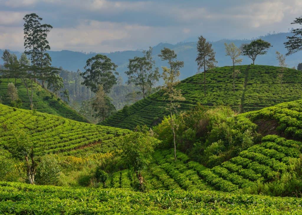 Hill Country in Sri Lanka - Gluten Free Guide