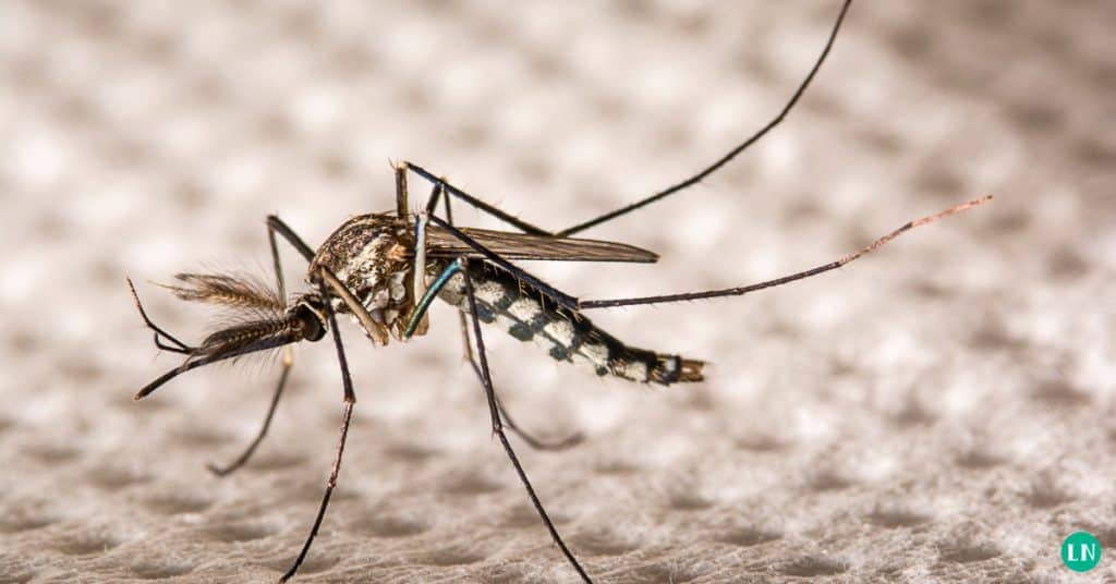dengue fever and chronic pain
